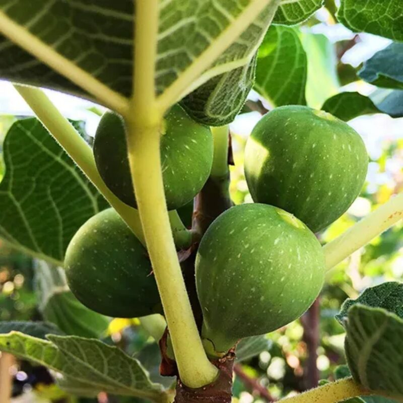 Peter's Honey Fig Live Plant - 2 Feet Tall