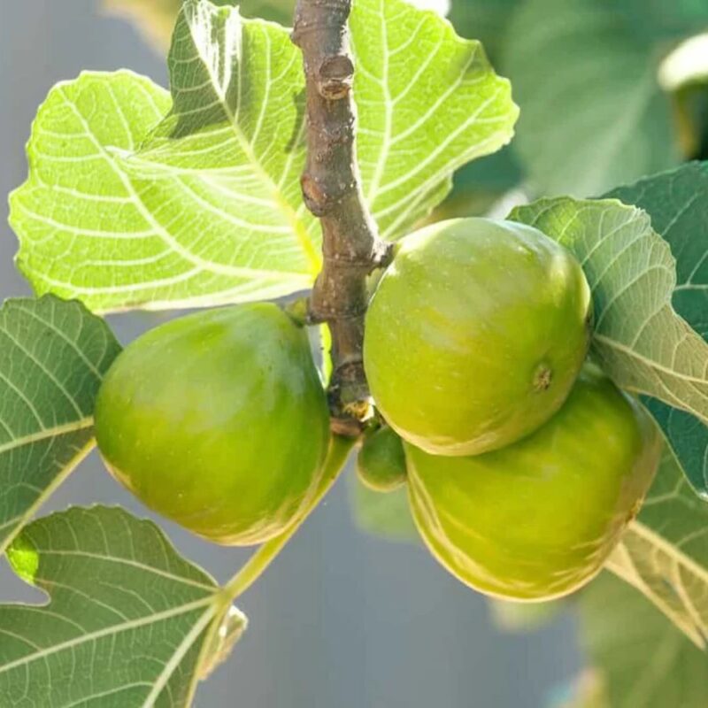 Peter's Honey Fig Tree - 4 to 6 Inc Tall - Image 4