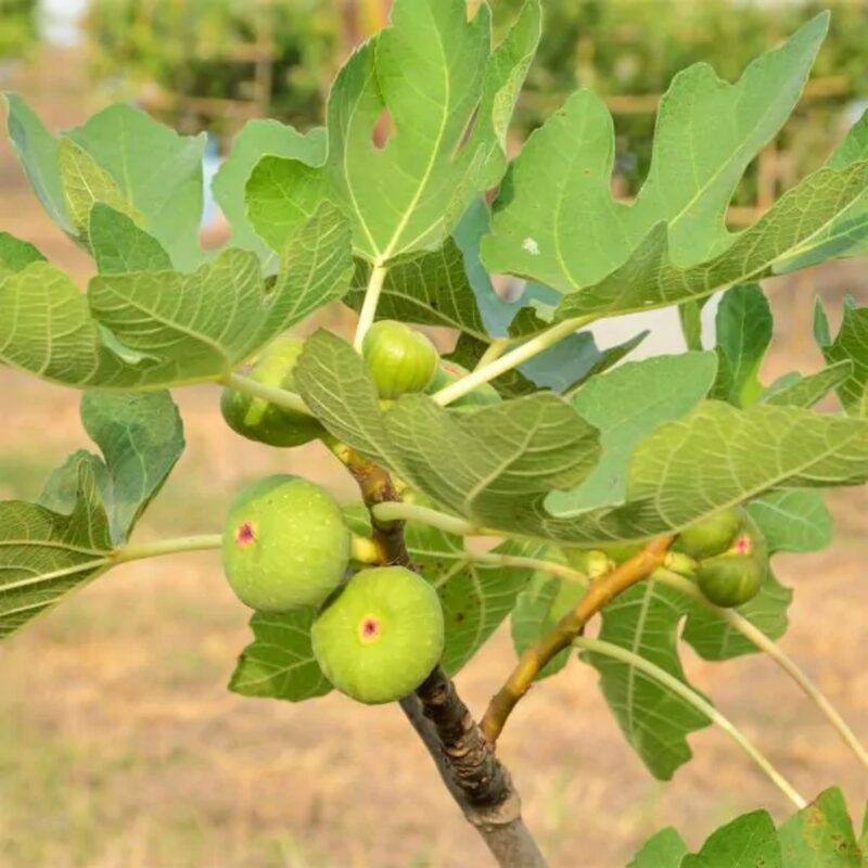 Peter's Honey Fig Tree - 4 to 6 Inc Tall - Image 3