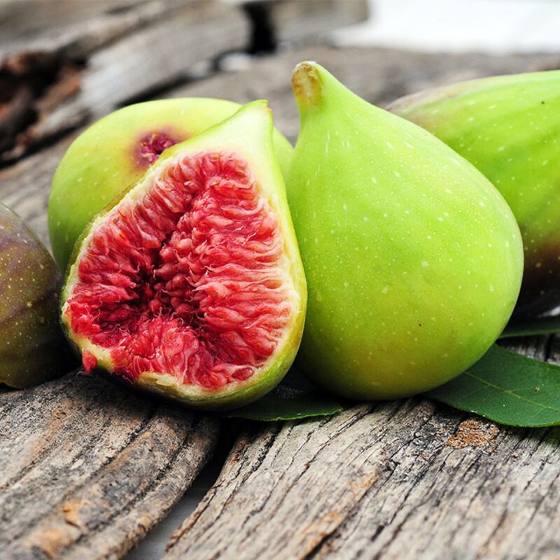 Desert King Fig Tree Plant - 10 to 12 Inches Tall - Image 5