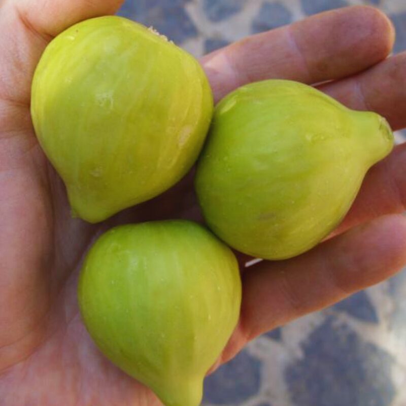 Desert King Fig Tree Plant - 10 to 12 Inches Tall - Image 4