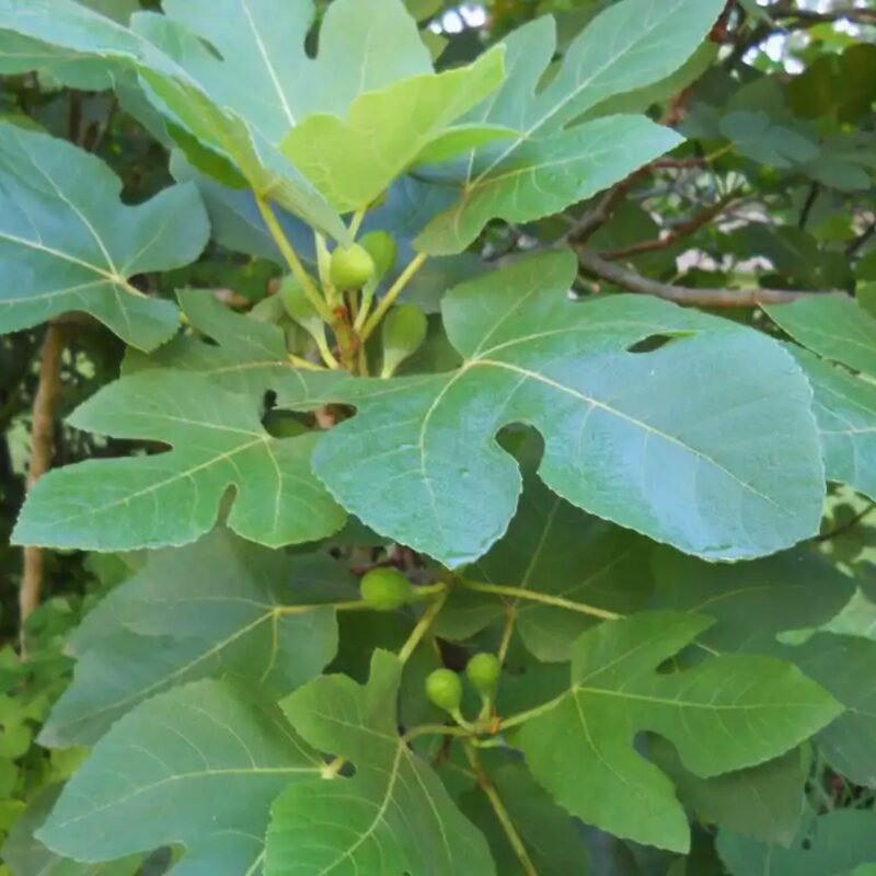 Desert King Fig Tree Plant - 10 to 12 Inches Tall - Image 3