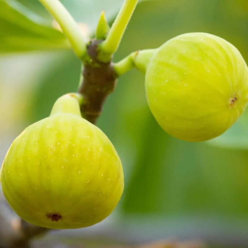 Desert King Fig Tree Plant - 10 to 12 Inches Tall - Image 2