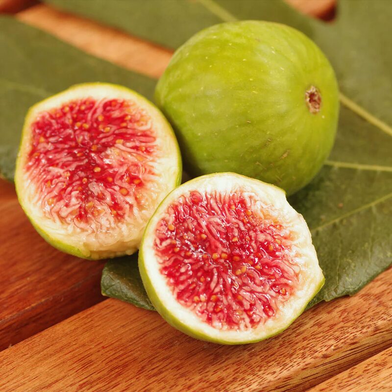 Desert King Fig Tree Plant - 10 to 12 Inches Tall