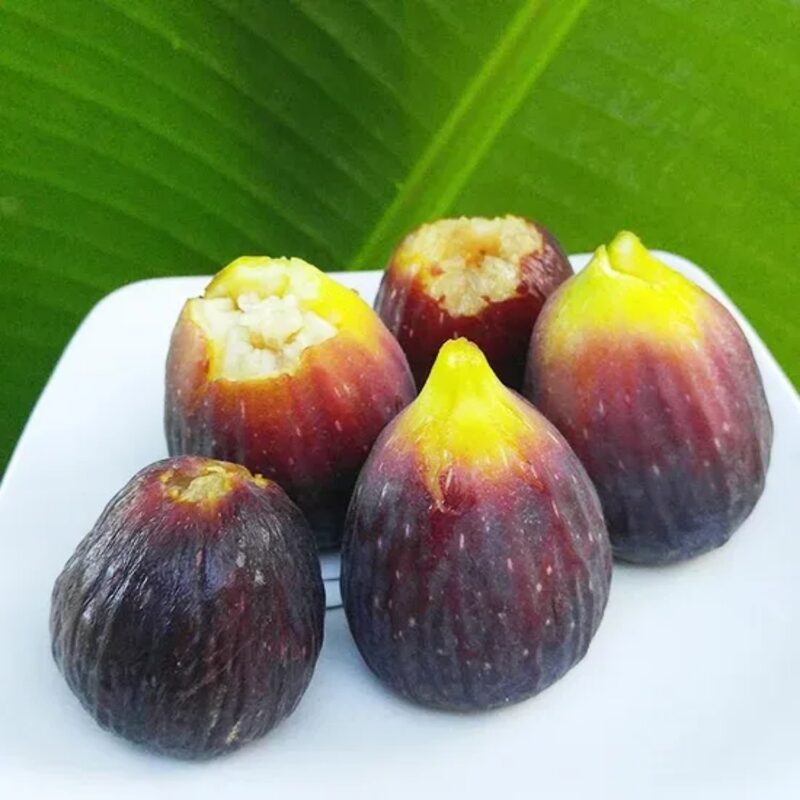 Italian Everbearing Plant Live