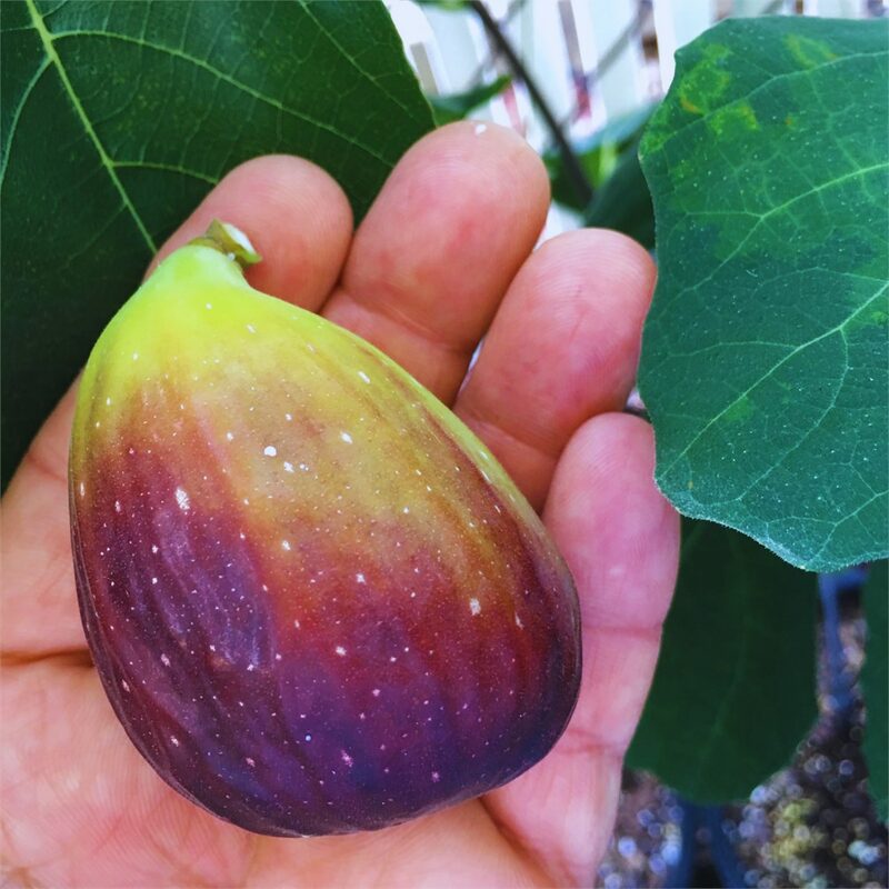 Italian Everbearing Plant Tree - Image 6