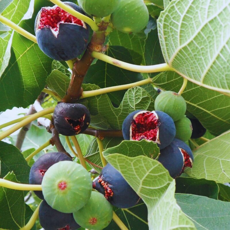 Italian Everbearing Plant Tree - Image 4