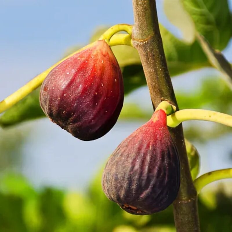 Italian Everbearing Fig - Image 3