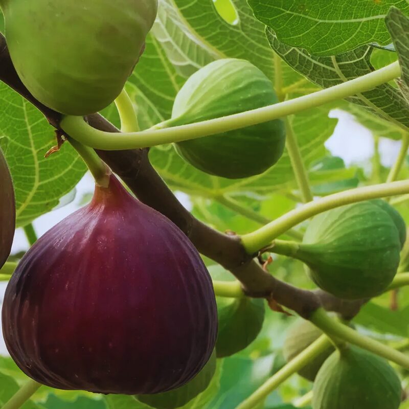 Brown Turkey Fig Plant Live - 4 to 6 Inc Tall - Image 5
