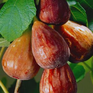 Alternative view of Brown Turkey Fig Plant Live - 4 to 6 Inc Tall