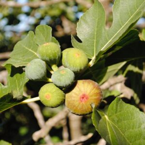 Alternative view of Brown Turkey Fig - 4 to 6 Inc Tall