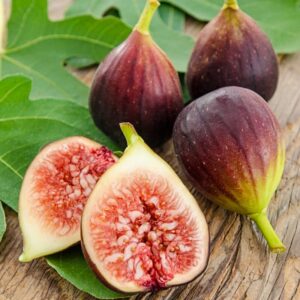 Brown Turkey Fig Tree - 4 to 6 Inc Tall