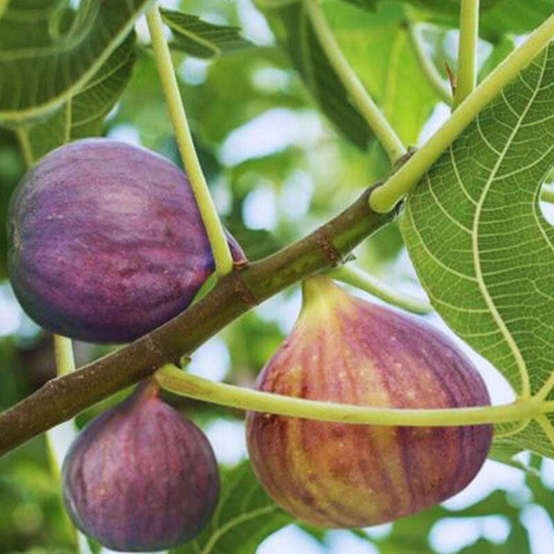 Black Mission Fig Plant Live - 4 to 6 Inc Tall - Image 5