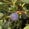 Black Mission Fig Plant Tree - 4 to 6 Inc Tall