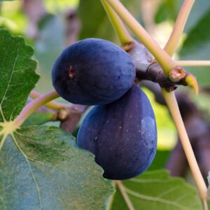Alternative view of Black Mission Fig Plant Tree - 4 to 6 Inc Tall