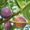 Black Mission Fig Tree - 4 to 6 Inc Tall