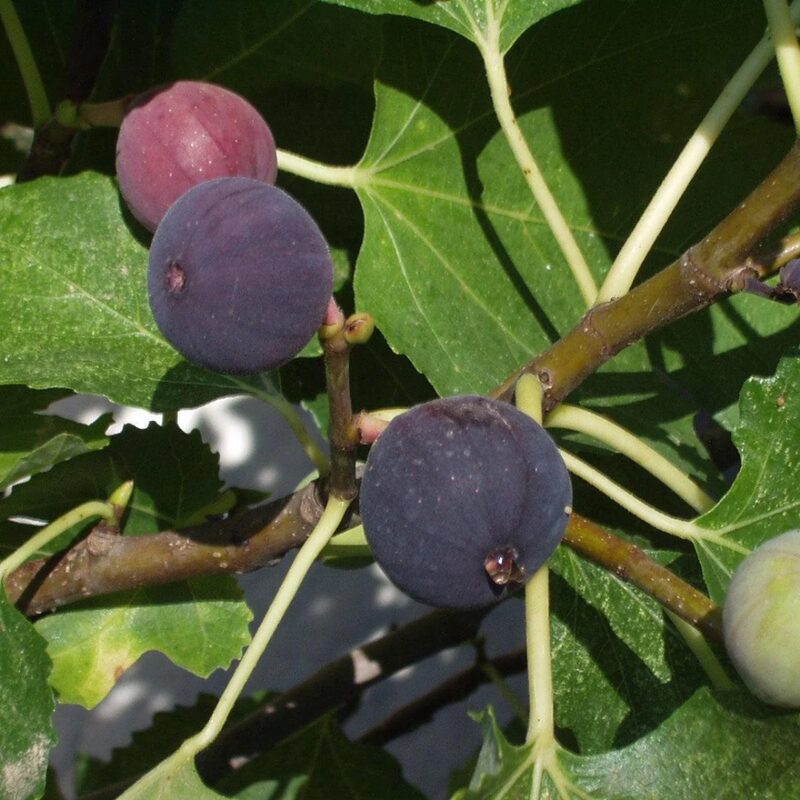 Black Jack Fig Plant Live - 4 to 6 Inc Tall - Image 3
