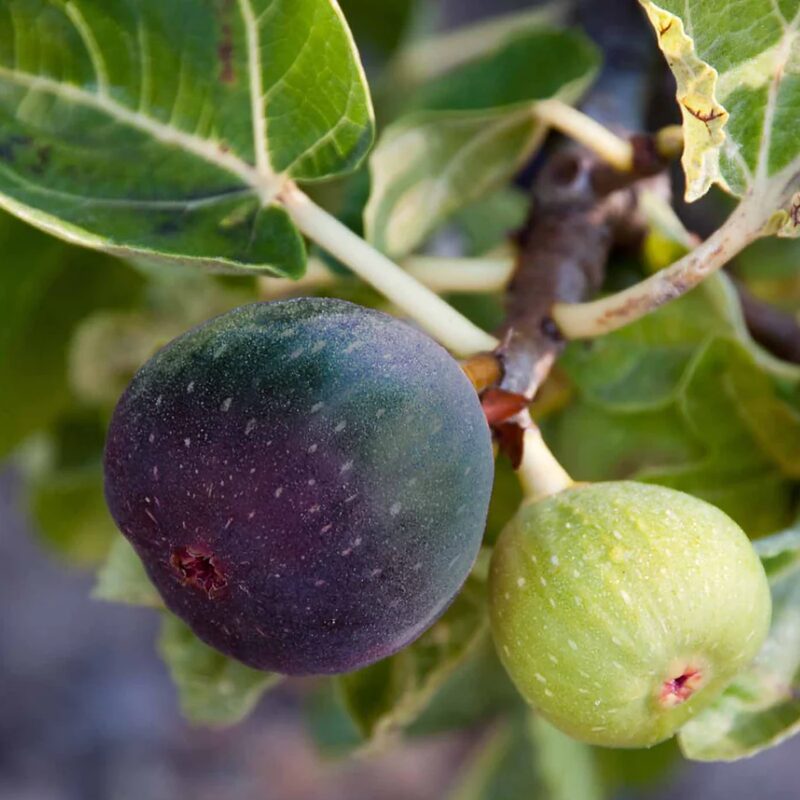 Black Jack Fig Plant Live - 4 to 6 Inc Tall - Image 2