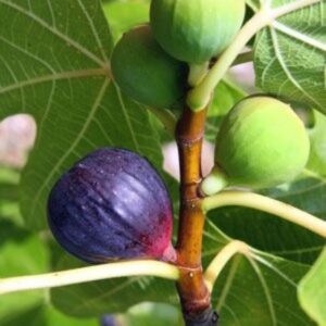 Black Jack Fig Plant Live - 4 to 6 Inc Tall