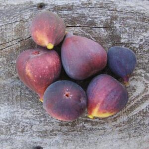 Alternative view of Black Jack Fig Plant Tree - 4 to 6 Inc Tall