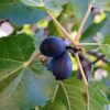 Black Jack Fig Plant Tree - 4 to 6 Inc Tall