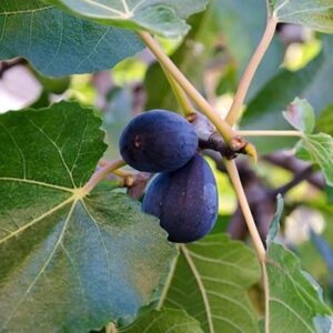 Black Jack Fig Plant Tree - 4 to 6 Inc Tall