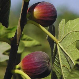 Alternative view of Black Jack Fig Tree - 4 to 6 Inc Tall