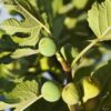 Conadria Fig Plant Live - 4 to 6 Inc Tall