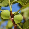 Conadria Fig - 4 to 6 Inc Tall