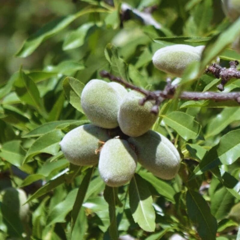 Almond Tree Bare Root - Image 6