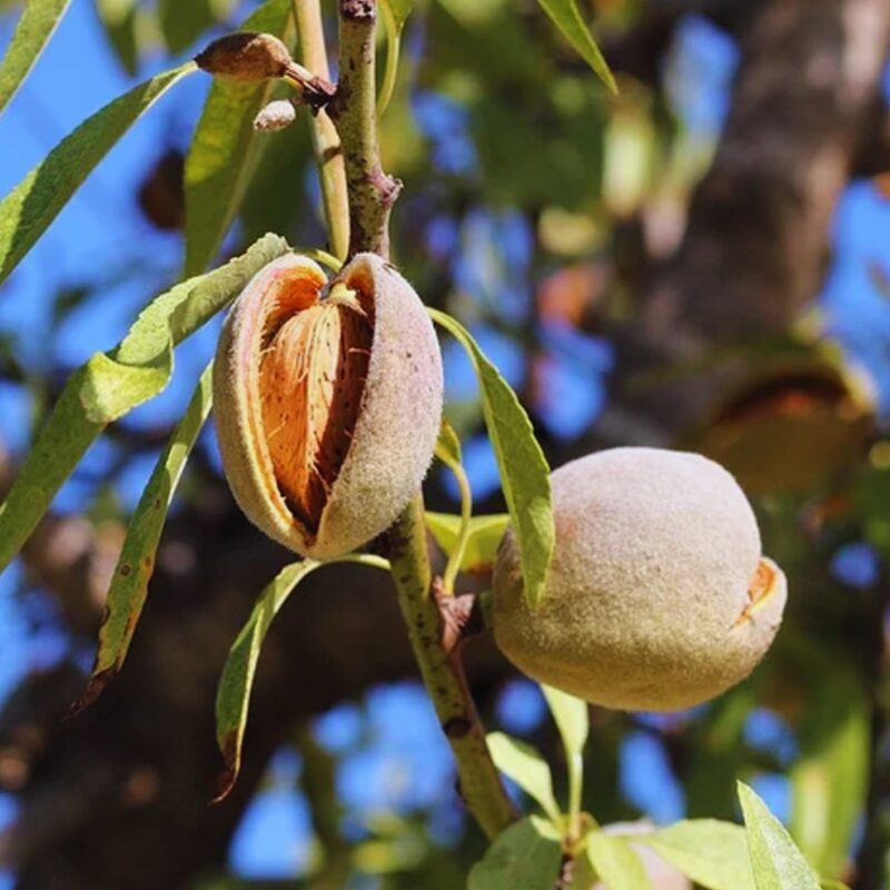 Almond Tree Bare Root - Image 4