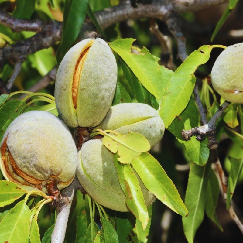Almond Tree Bare Root