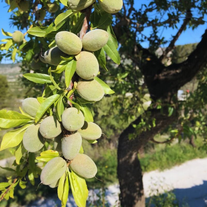 Almond Tree - Image 5