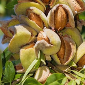 Alternative view of Almond Tree Plant