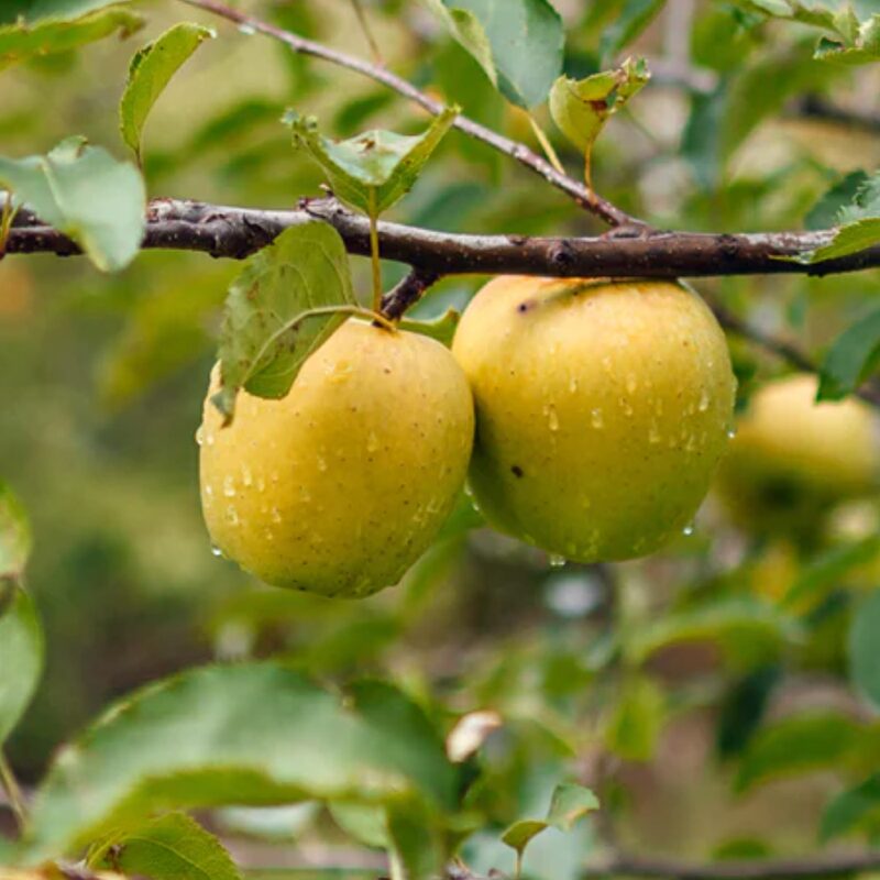 Ein Shemer Apple Tree Bare Root - Image 5