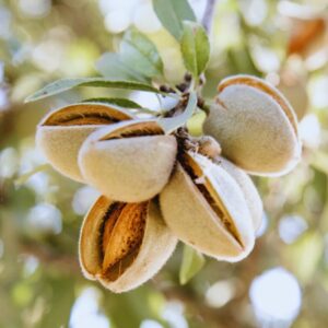 Almond Tree Plant