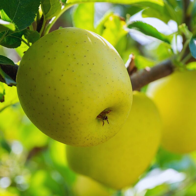 Ein Shemer Apple Tree - Image 4