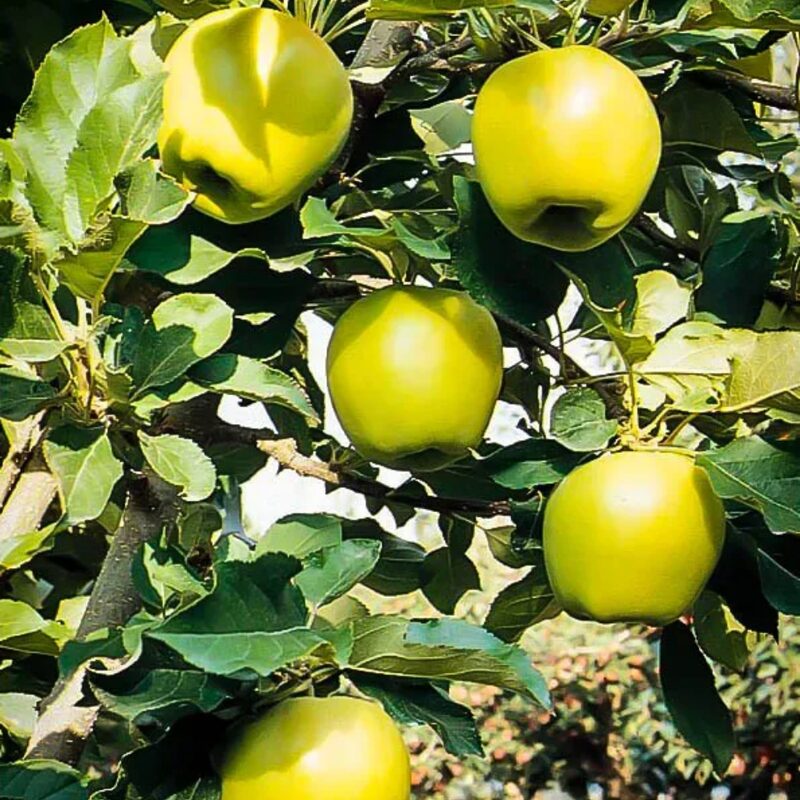 Ein Shemer Apple - Image 2