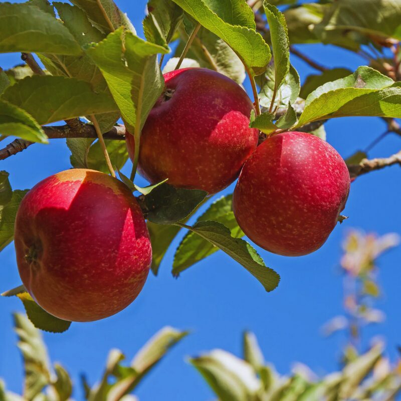 Red Rome Beauty Apple Tree Plant - Image 6