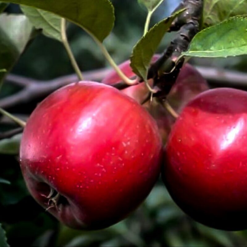 Red Rome Beauty Apple Tree Plant - Image 3