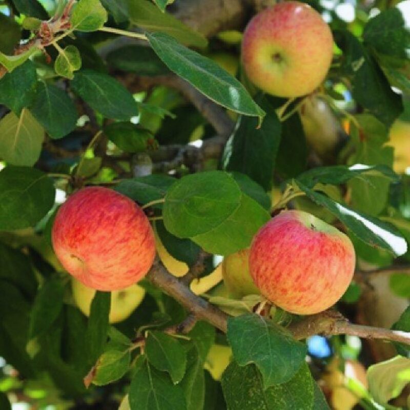 Red Gravenstein Apple Tree - Image 4