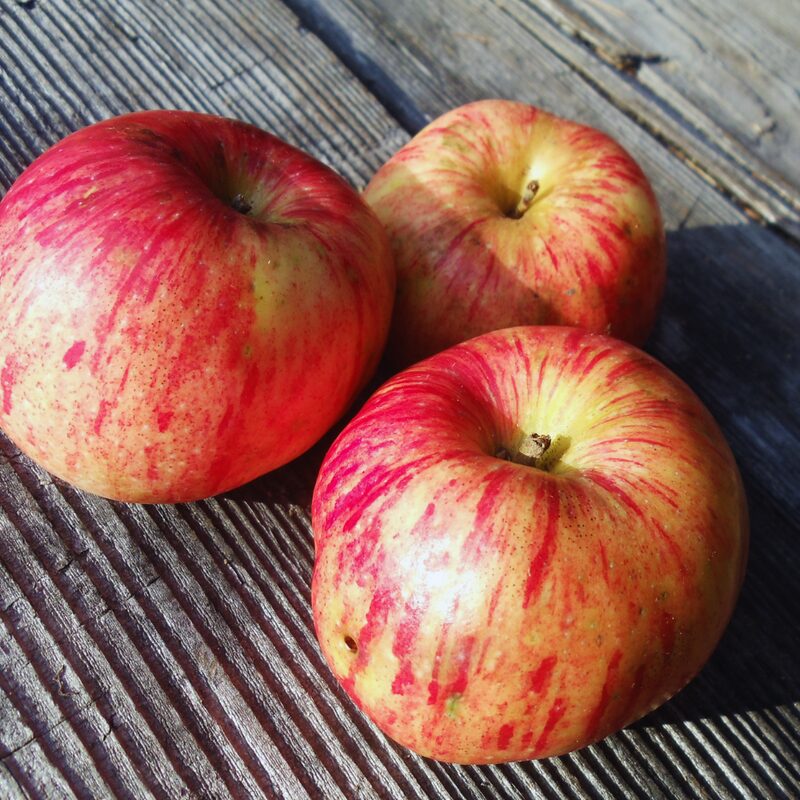 Red Gravenstein Apple Tree - Image 3