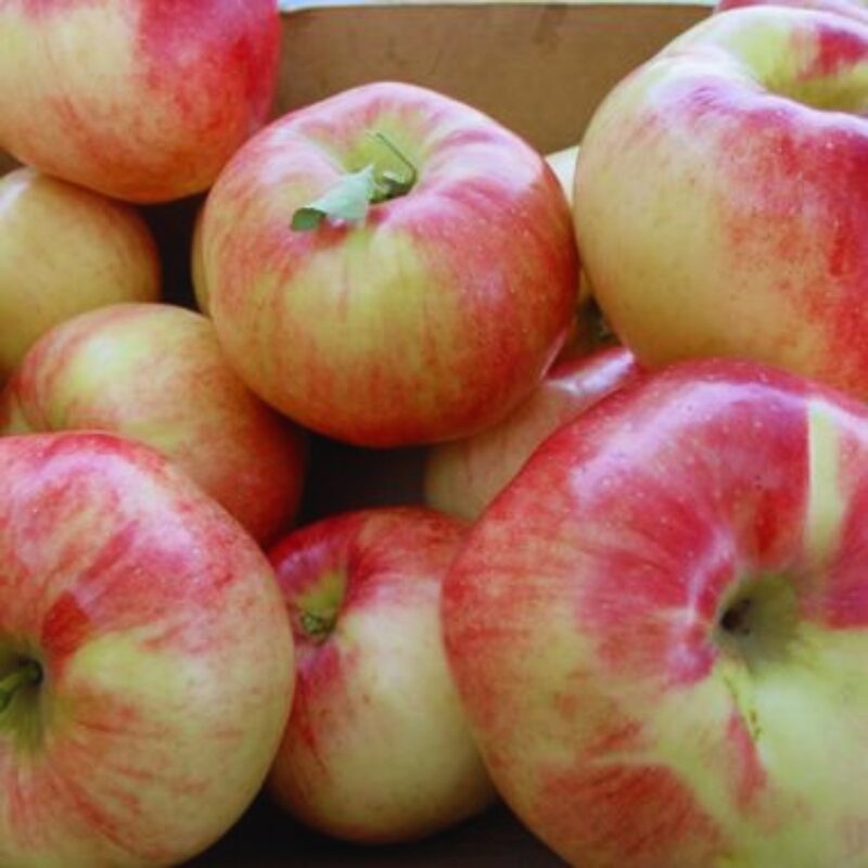 Red Gravenstein Apple Tree - Image 2