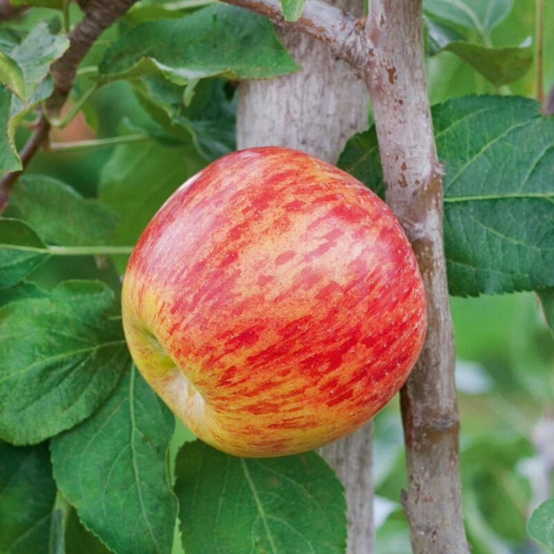 Red Gravenstein Apple Tree