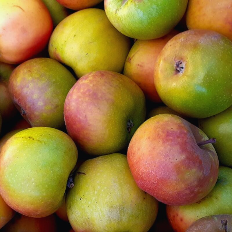 Newtown Pippin Apple Tree Plant - Image 6