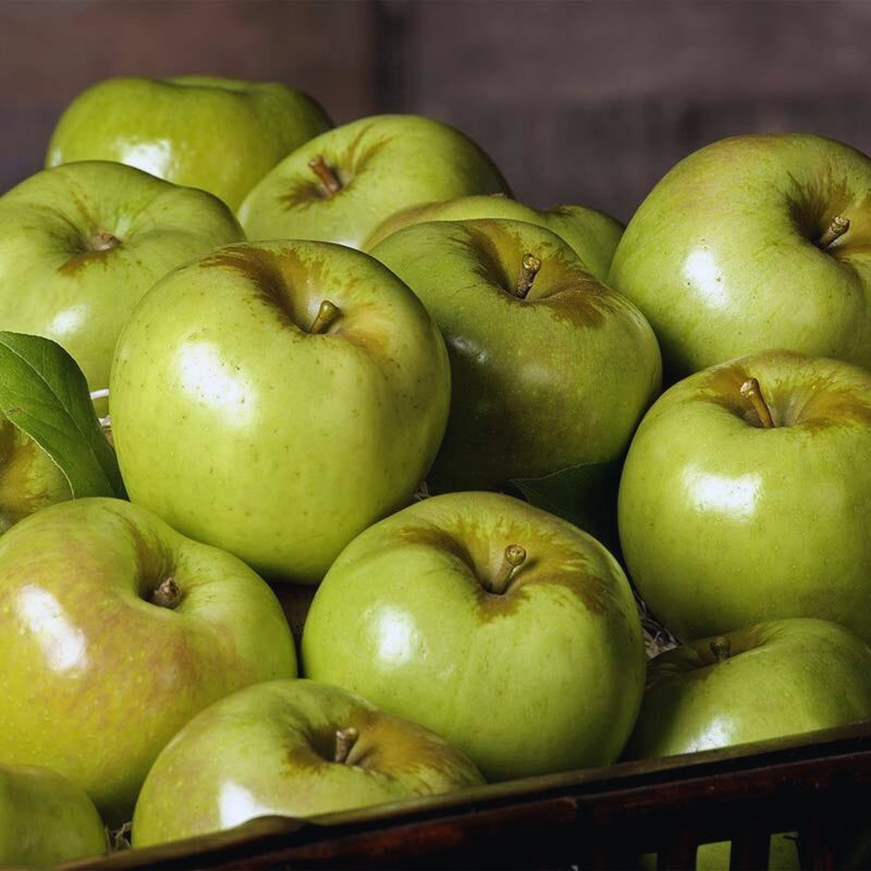 Newtown Pippin Apple Tree Plant - Image 3