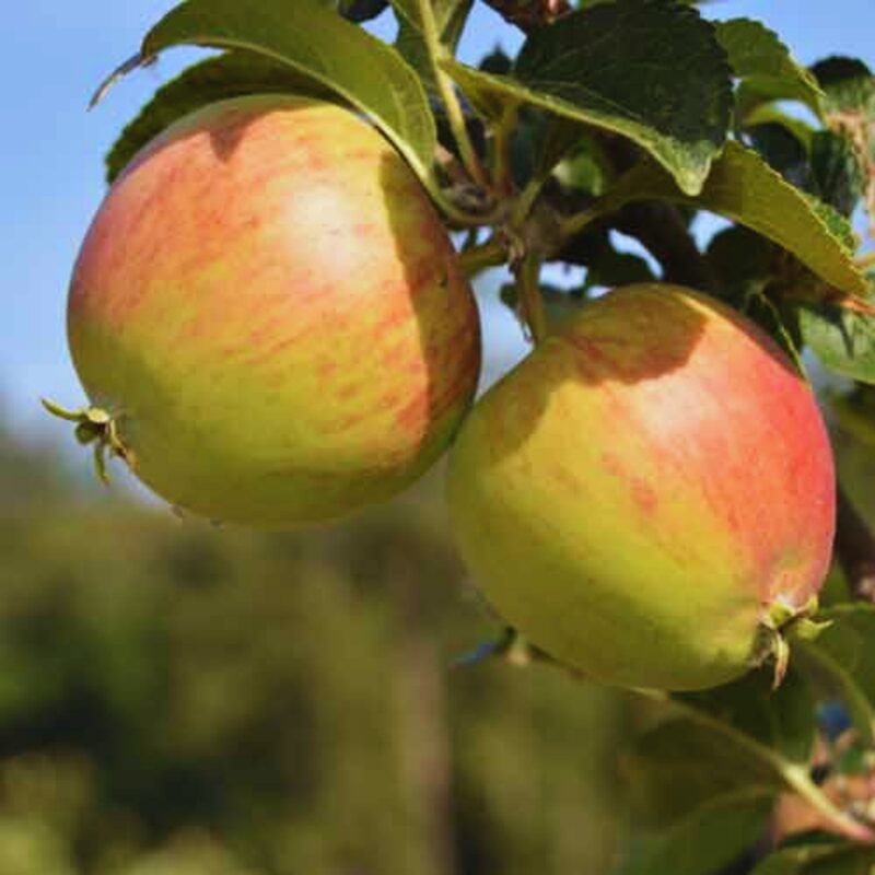 Newtown Pippin Apple Tree Plant