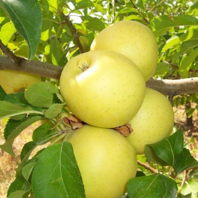 Golden Delicious Apple Tree - Image 4