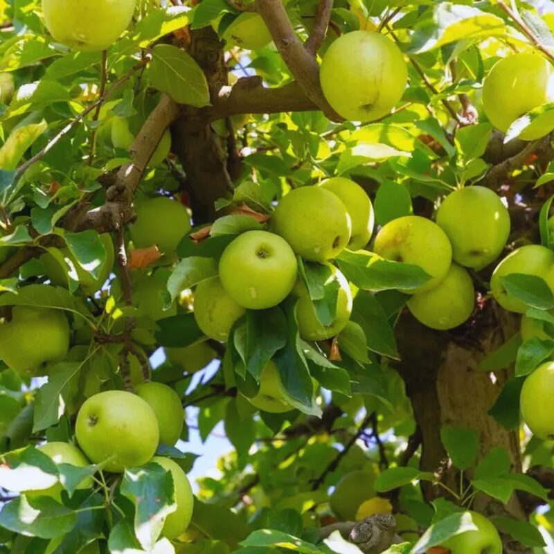 Dorsett Golden Apple - Image 3