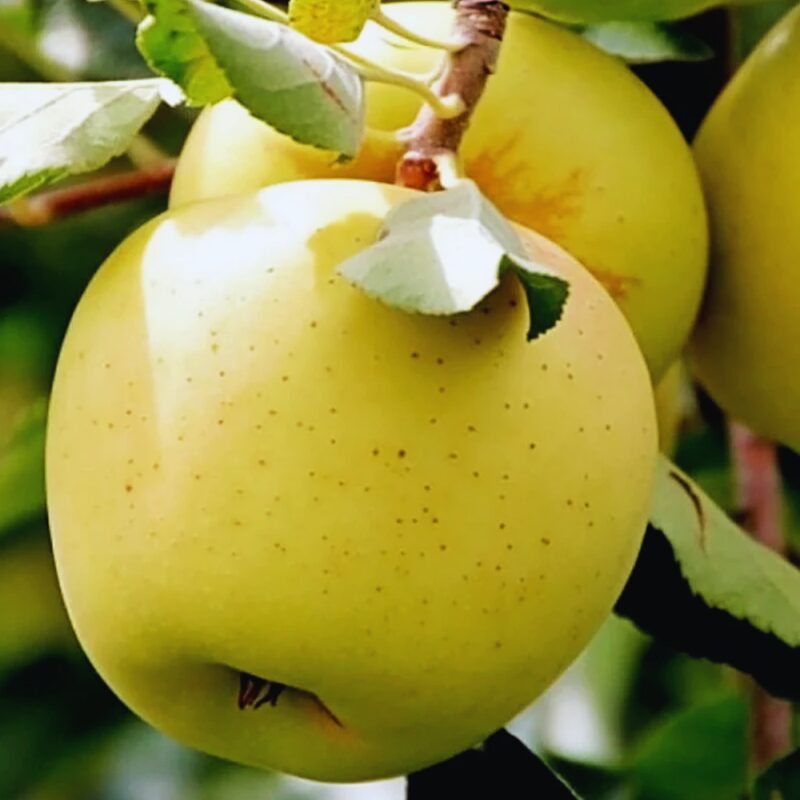 Dorsett Golden Apple - Image 2